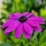 Profile Picture of Noor Al Mansour (@noora_mn) on Instagram