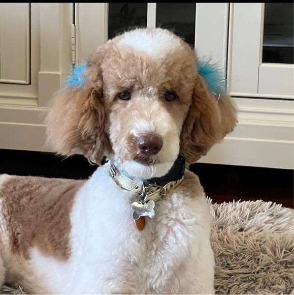 Profile Picture of Deborah Schultz (@dhoinschultz) on Poshmark