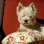 Profile Picture of Joyce Messing (@jcmessing) on Pinterest