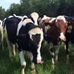 Profile Picture of Janet Hollen (@janet.hollen.14) on Facebook