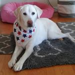 Profile Picture of PAWSibilities - Janet Foley (@pawsibilitiesstapleton) on Instagram