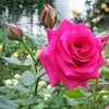 Profile Picture of CROMWELL (@@cromwell_001) on Tiktok