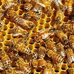 Profile Picture of Taylor McCann (@taylormccannabis) on Instagram