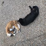 Profile Picture of Steve Farkas (@sjf7351) on Instagram