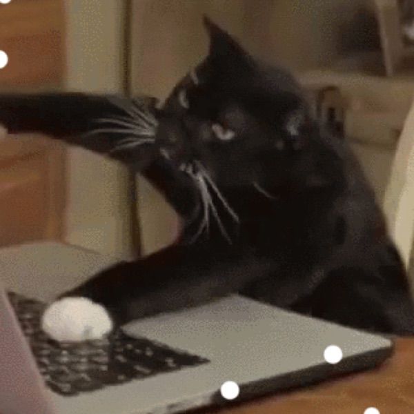 Profile Picture of Suzanne Scott (@@tutuonbear) on Tiktok