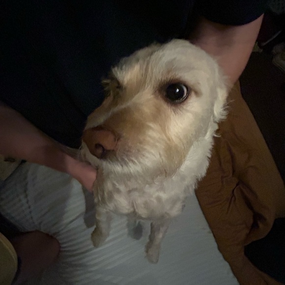 Profile Picture of Cheyenne Briddick (@cvbriddick) on Poshmark