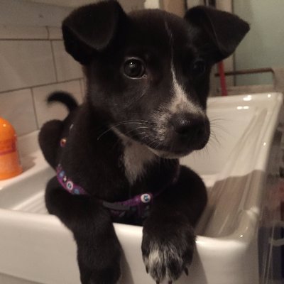 Profile Picture of Charles Hsu (@alsionl) on Twitter