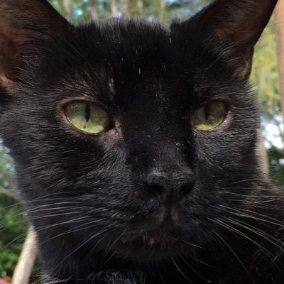 Profile Picture of David Flaherty (@daflayaya) on Twitter