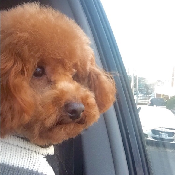 Profile Picture of Valentina Faulisi (@val98) on Poshmark