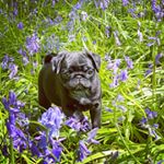 Profile Picture of Alice-May Sinclair (@alicemaypug) on Instagram