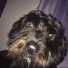 Profile Picture of garyburdett (@@dogsitsgary) on Tiktok