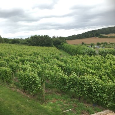 Profile Picture of Halfpenny Winery (@halfpennywinery) on Twitter