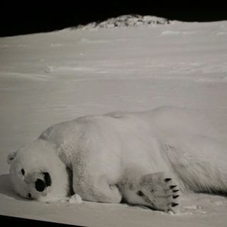 Nicoletta Mason - Facebook Profile Picture of Nicoletta Mason (@Nicoletta-Mason) on Facebook