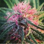 Profile Picture of Florida IRENE Kush Legalize Fl (@floridamarijuana) on Instagram