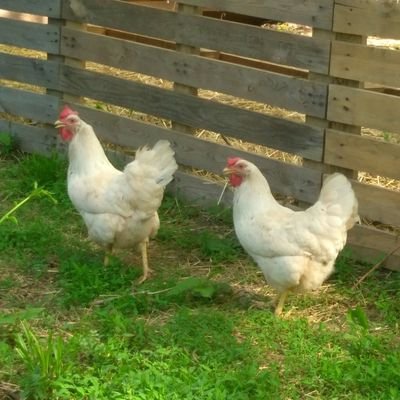 Profile Picture of Off- Grid With Heather And Toby @ Homestead Heaven (@Heather53223398) on Twitter