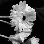 Profile Picture of 𝑀𝒾𝒶 (@mia.simona) on Instagram