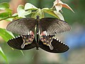 Papilio polytes - Wikipedia Profile Picture of Papilio polyteson Wikipedia
