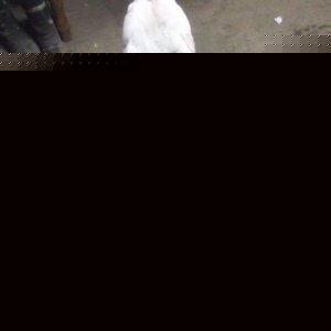 Profile Picture of Jonathan Robert Ian Barnes (@topsidejester) on Myspace