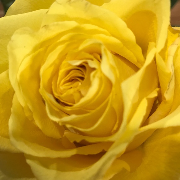 Profile Picture of Zora Matijasevic (@zoramatijasevic) on Poshmark