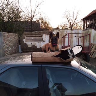 Profile Picture of Nebojsa Malinois Stefanovic (@nebojsa.stefanovic.33) on Facebook