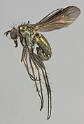 Profile Picture of Hercostomuson Wikipedia