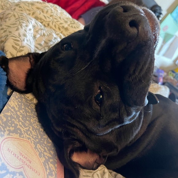 Profile Picture of Xena Rowton (@xenarowton2) on Poshmark