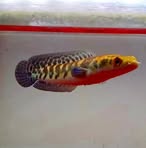 Profile Picture of Nguyễn Gia Chana (@Nguyễn-Gia-Chana) on Facebook