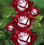 Profile Picture of Tamara Etheridge (@tamara.etheridge.175690) on Facebook