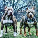 Profile Picture of Steven gibb (@steven_gibb) on Instagram