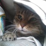 Profile Picture of Monika Link (@monikalink8) on Instagram