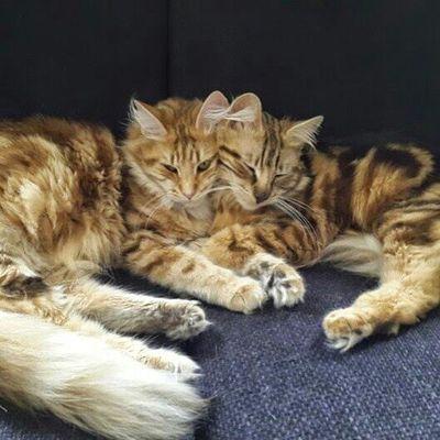 Profile Picture of Schwarzer Fuchs (@hubner_marc) on Twitter