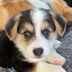 Profile Picture of Polly and Tony Riddle (@pollyandtony_corgis) on Instagram