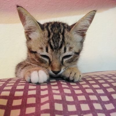 Profile Picture of SUDTEERAK (@CcOo87) on Twitter