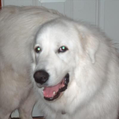 Profile Picture of Julia Roussos (@pyreneeslover) on Twitter