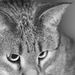 Profile Picture of Rebecca Lahr (@ralahr) on Pinterest