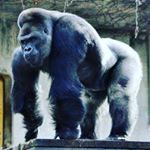 Profile Picture of Jason Payne (@silverback1965) on Instagram