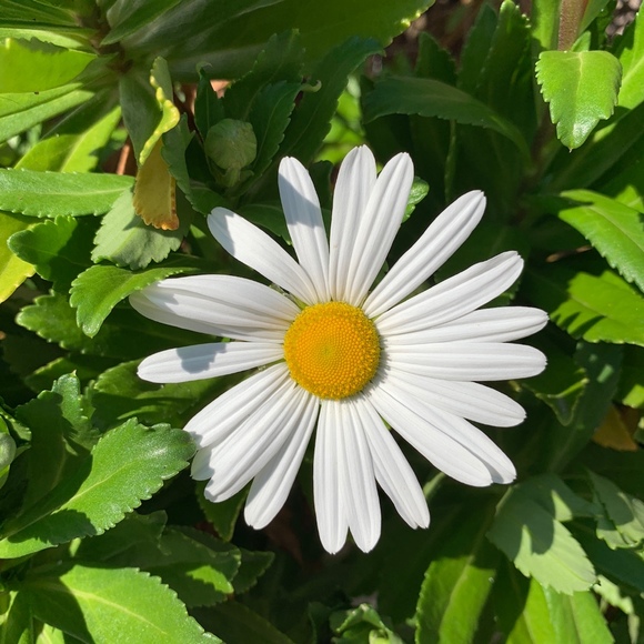 Profile Picture of Alice Chan (@mangopatti) on Poshmark