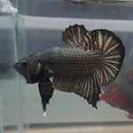 Profile Picture of Kelvin Yee (@ykl3355) on Instagram