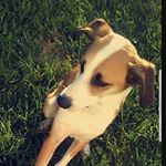 Profile Picture of Cocoa_Muray_Pfeiffer💛 (@cocoamuray) on Instagram
