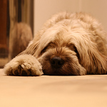 Profile Picture of Paul Hallam (@paulhallam428) on Flickr