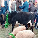 Profile Picture of Joshua Chesire (@Joshua-Chesire) on Facebook