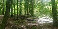 Profile Picture of Sachsenwaldon Wikipedia