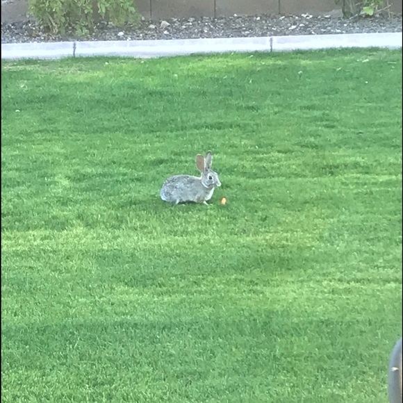 Profile Picture of Lacey Smart (@lacey_smart) on Poshmark