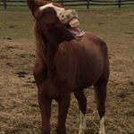 Profile Picture of Danielle Dubay Navarro (@misfithorsetoys) on Instagram