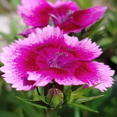 Profile Picture of Iris Webb (@IrisWeb74242775) on Twitter