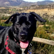 Profile Picture of Trevor Campbell (@trevorcampbell2986) on Youtube