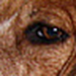 Profile Picture of Beagle Price (@beaglebot) on Flickr