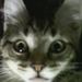 Profile Picture of Joyce Zepp Vanderscheuren (@jzvander) on Pinterest
