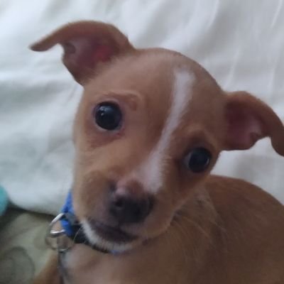 Profile Picture of TheCoolOne736 (@steve_gastelum) on Twitter