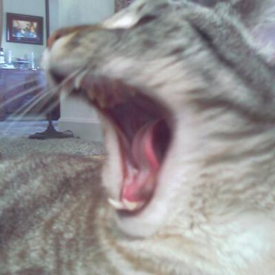 Profile Picture of Robert Bick (@E_Boog) on Twitter